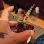 Aloe marlothii 葉