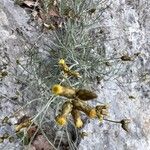 Phagnalon sordidum 花