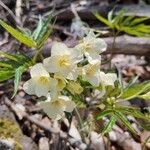 Cardamine kitaibelii Flower