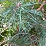 Pinus sylvestrisপাতা