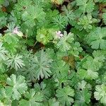 Geranium columbinum ᱥᱟᱠᱟᱢ