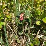 Vaccinium vitis-idaeaFlower