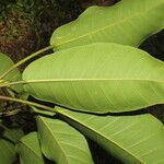 Ficus citrifolia Leaf
