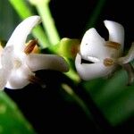 Ixora nicaraguensis Flors