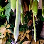 Wisteria sinensis Fruit