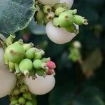 Symphoricarpos albus Flor