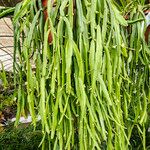 Rhipsalis micrantha Habit