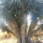 Yucca gigantea Φύλλο