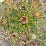 Carlina salicifolia Фрукт