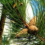 Pinus nigra Owoc