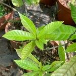 Pouteria campechiana ഇല
