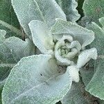 Verbascum boerhavii List