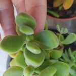 Crassula rogersii Hoja