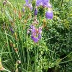 Iris sibirica Характер