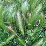 Hordeum murinumFolha