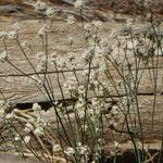 Eriogonum nudum Habitat