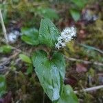 Maianthemum bifoliumVirág