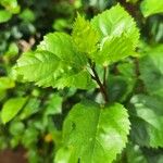 Hibiscus fragilis Листок