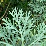 Argyranthemum frutescens List