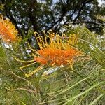 Grevillea pteridifolia Blad