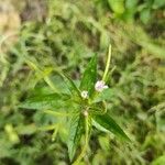 Epilobium roseum Цвят