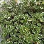Coleus madagascariensis Leaf