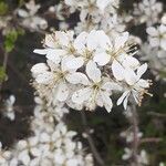 Prunus spinosa 花
