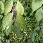 Callicarpa americana Fruto