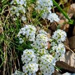 Hornungia alpina Habit