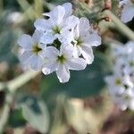 Heliotropium suaveolens Flor
