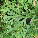 Selaginella concinna Leaf