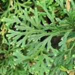 Selaginella concinna Hoja