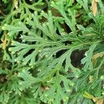 Selaginella concinna Deilen