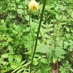 Cirsium erisithales Leaf