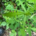 Lactuca canadensis Лист