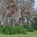 Taxodium distichumFolha