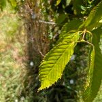Acer carpinifolium Likasa