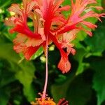 Hibiscus schizopetalus Flor