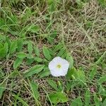 Convolvulus arvensisFlors