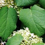 Hydrangea arborescens Folha