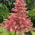 Rodgersia aesculifolia Blomst