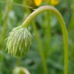 Haplopappus glutinosus Blüte