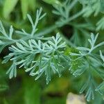 Gilia tricolor Blad