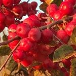 Malus prunifolia Fruit