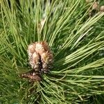 Pinus nigra ᱥᱟᱠᱟᱢ