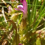 Pedicularis sylvatica Flower