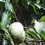 Saba senegalensis 樹皮