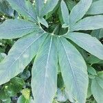 Arisaema dracontium Blatt