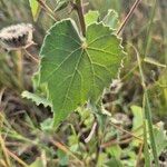 Abutilon grandiflorum पत्ता