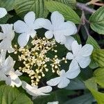 Viburnum plicatumЦветок